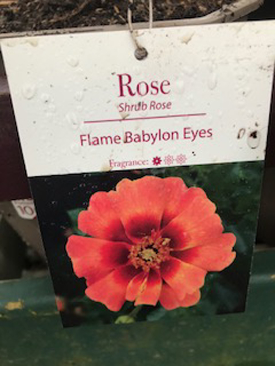 Rose - Flame Babylon Eyes